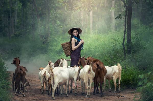 放牧山羊在白天时间高清壁纸的女人的照片