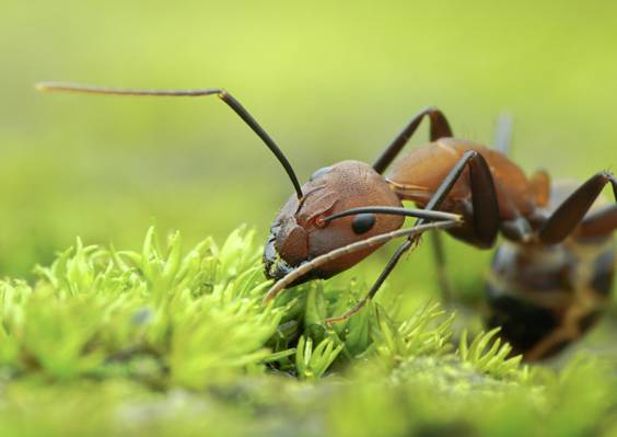 棕色蚂蚁在草高清壁纸
