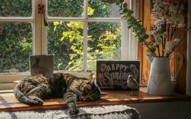 猫,窗台,休息,窗口,谎言,鲜花,猫,花瓶