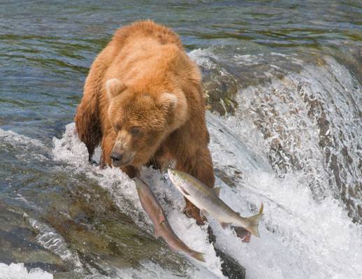 三文鱼,熊,灰熊,鱼,水,河,狩猎,捕鱼