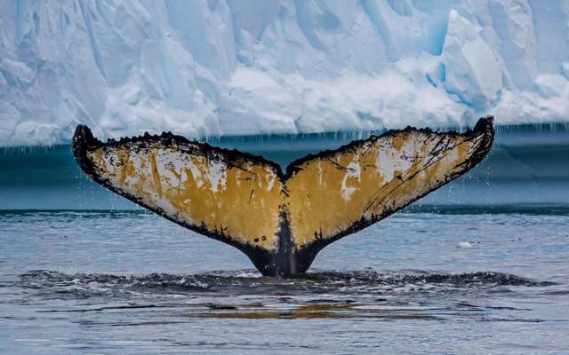 Cierva湾,南极洲,尾巴,驼背鲸