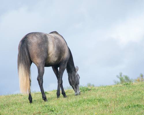 灰色和黑色的马在白天高清壁纸吃草