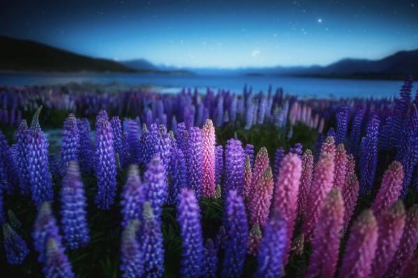 鲜花,大自然,新西兰,晚上,湖,夜,场,羽扇