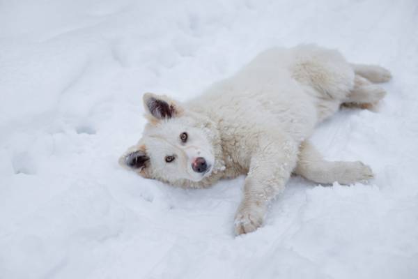 看,小狗,谎言,蓬松,雪,冬天