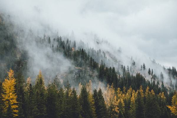 森林,秋天,阴霾,雾