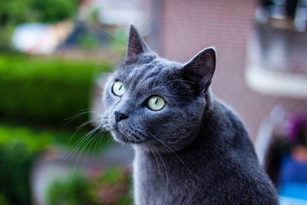 灰色的猫高清壁纸的选择性焦点摄影