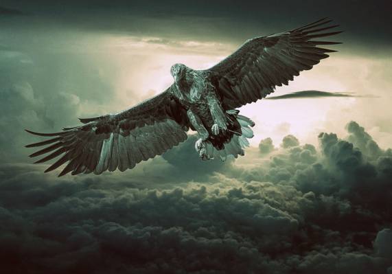 棕色和黑色的老鹰在飞行与云背景的高清壁纸