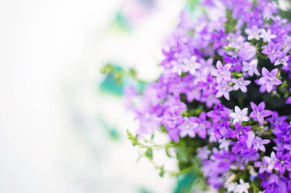 紫色的花朵高清壁纸的特写摄影