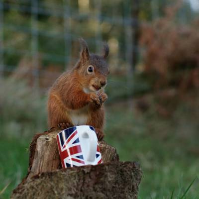 选择性焦点动物摄影红松鼠站在树桩与英国国旗印陶瓷杯高清壁纸
