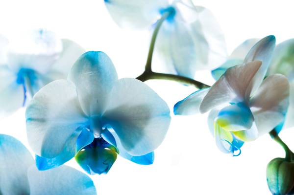 蓝色,兰花,蝴蝶兰,鲜花