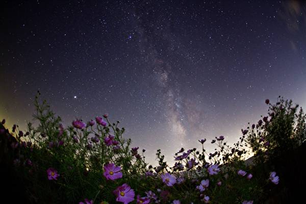 花,空间,夜晚,银河,空间,星星