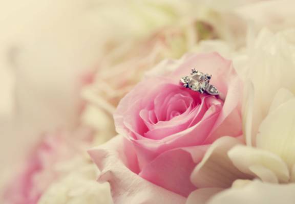 宏,粉红色,戒指,花,玫瑰