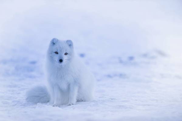 在雪地上的白色狐狸关闭了焦点照片高清壁纸