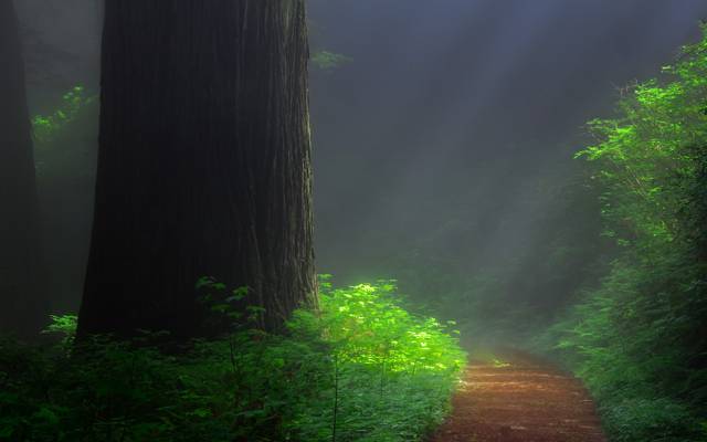 森林,红杉,美国加州红杉,足迹,树