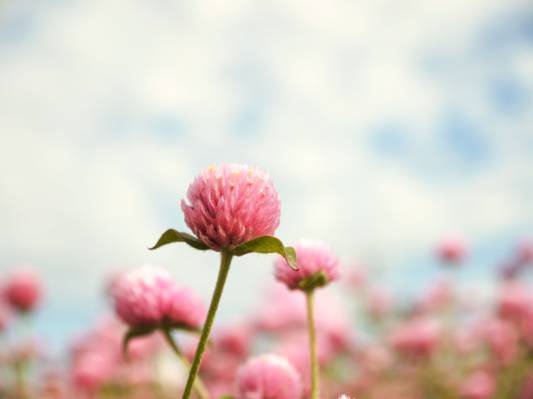 微距拍摄的粉红色的花朵高清壁纸
