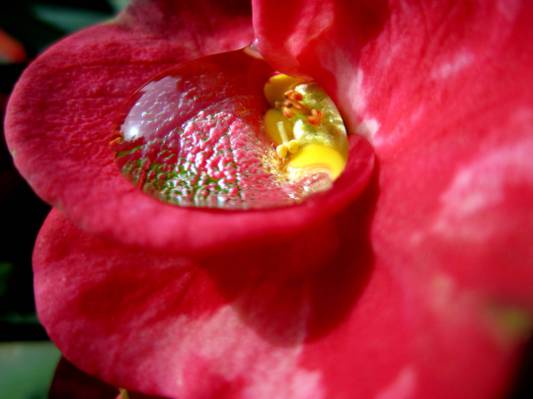 一个红色大戟Milii花与水滴HD墙纸的浅焦点摄影