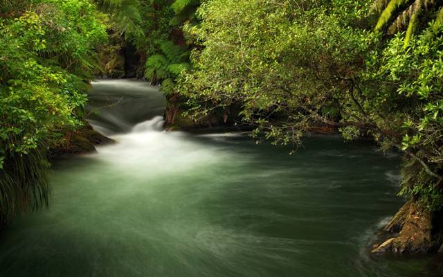 新西兰,果岭,溪流,灌木丛,树枝,为Okere瀑布