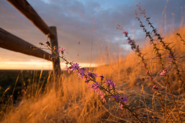 紫色豹纹的花附近篱笆,骆驼高清壁纸的选择性焦点