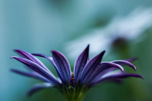 紫色花瓣花高清壁纸的浅焦点摄影