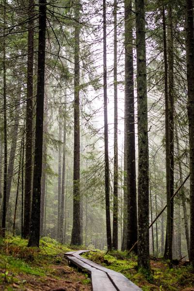 广泛的通路与白天高清壁纸在森林里的树木的照片