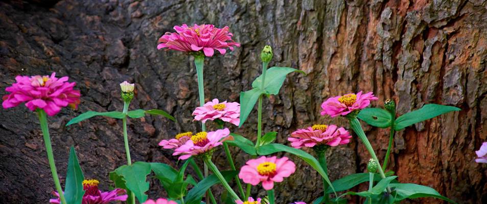 粉红色的集群花瓣附近树高清壁纸的照片