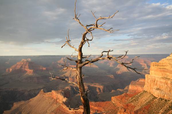 风景摄影的枯树在大峡谷在晴朗的天空下白天高清壁纸
