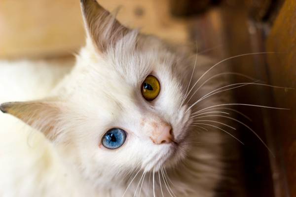 棕色和蓝色的眼睛高清壁纸白色的皮毛猫