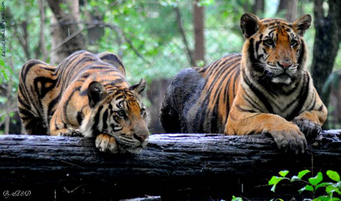 两只老虎坐在木日志高清壁纸
