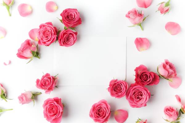 浪漫,玫瑰,芽,情人节那天,玫瑰,鲜花,粉红色
