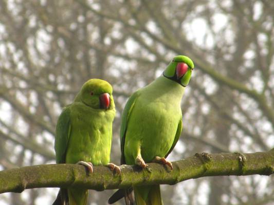 两个绿色的羽毛翼脖子爱情鸟高清壁纸
