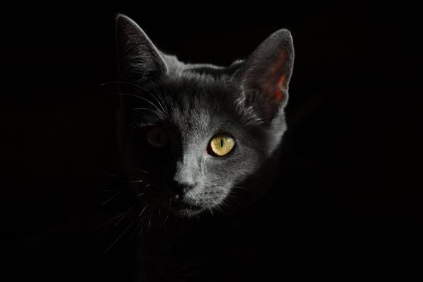微距拍摄的灰色的猫头高清壁纸