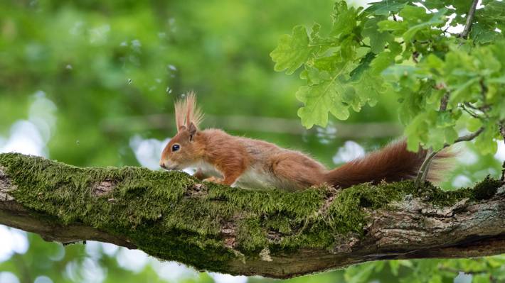 野生生活照片的棕色松鼠爬上树,红松鼠高清壁纸