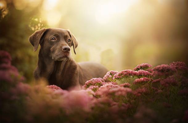 拉布拉多猎犬,看,花,散景,狗