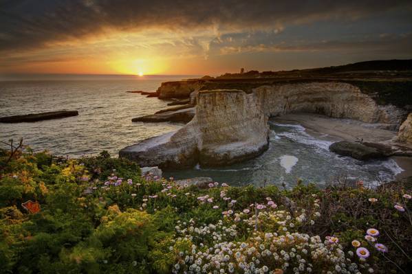 海洋,花,岩石,加利福尼亚州,美国