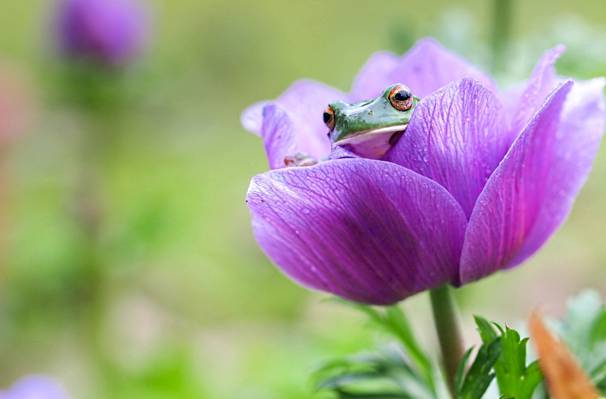 偷看,青蛙,花