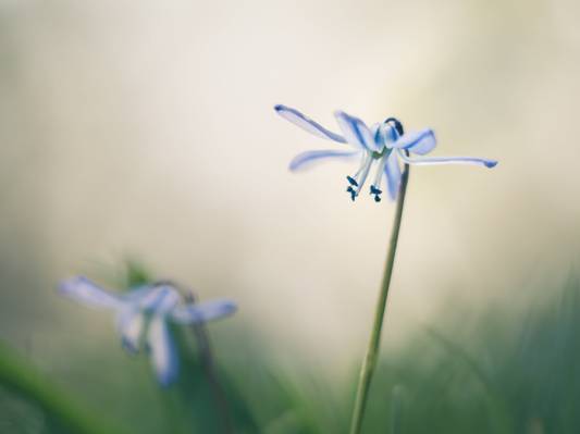 在白天高清壁纸关闭了两个蓝色和白色的鲜花的焦点照片