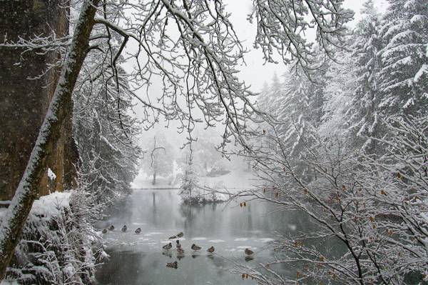 公园,雪,降雪,冬季,冰,鸭,池塘