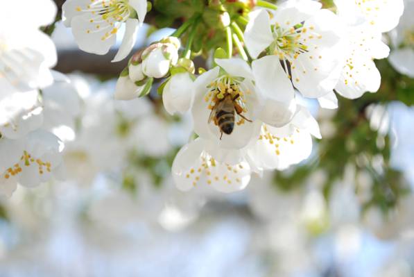 一只蜜蜂的选择性的照片在白花期间的高清壁纸