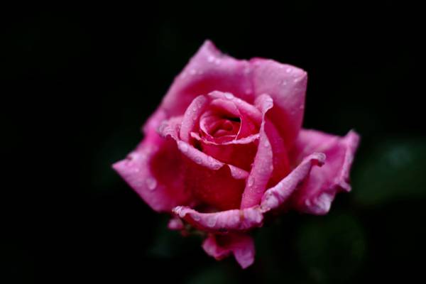 粉红玫瑰摄影高清壁纸