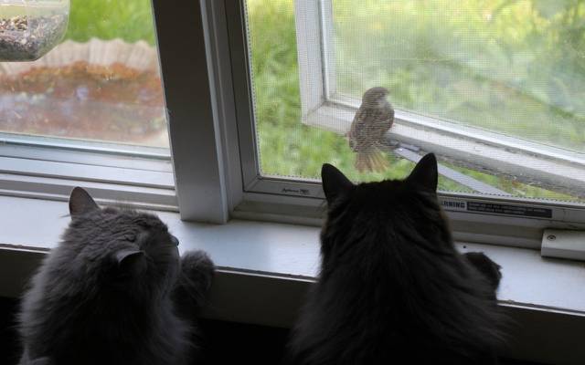壁纸麻雀,猫,窗口,猫,观察,鸟