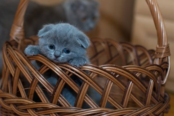 棕色编织的篮子上的俄罗斯蓝色小猫高清壁纸