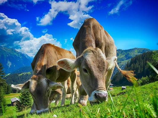 棕色牛吃草在多云蓝天下白天高清壁纸