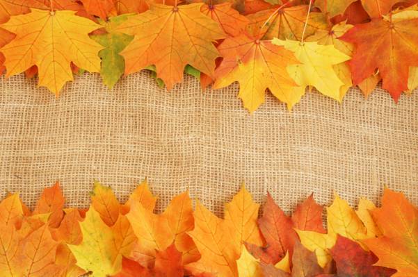 明亮的颜色,秋天,静脉,叶子