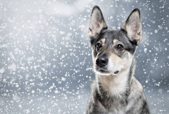 肖像,耳朵,雪,脸,狗