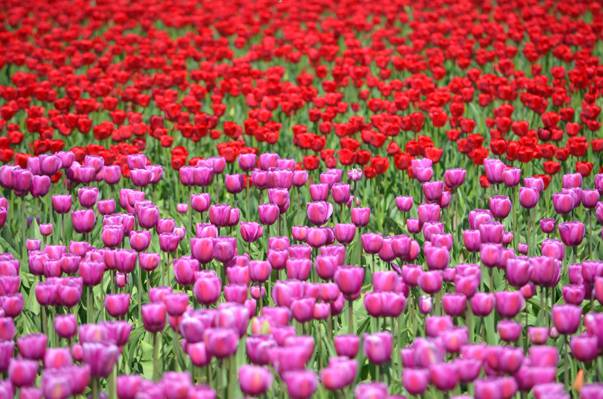 红色和粉红色的玫瑰场,郁金香高清壁纸