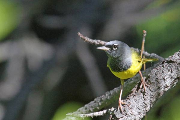 黑色和黄色的短喙鸟栖息在灰色树枝上焦点摄影,莺高清壁纸