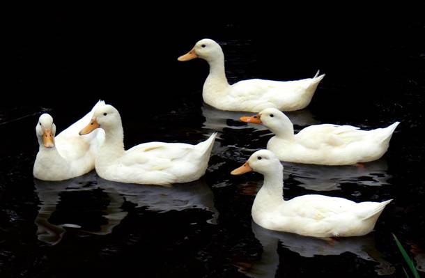 白天在水体上的五只白鸭,艾尔斯伯里高清壁纸