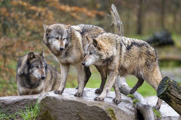 三个灰色狼在摇滚高清壁纸