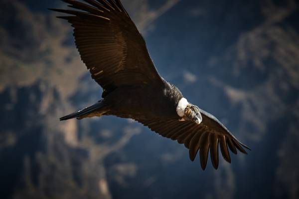 飞行雕的野生生物摄影,神鹰HD墙纸