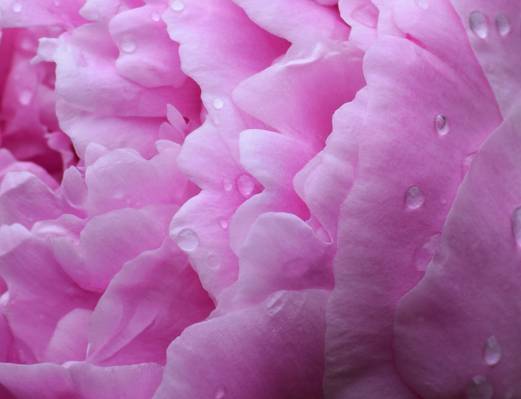 宏观照片的粉红色的花水露,牡丹高清壁纸
